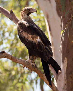 Aigle d'Australie