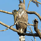 Aigle huppé