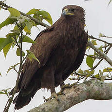 Aigle lancéolé