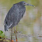 Aigrette ardoisée