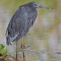 Aigrette ardoisée