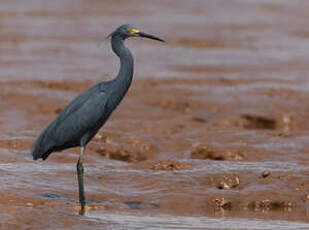 Aigrette dimorphe