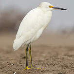 Aigrette neigeuse