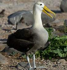 Albatros des Galapagos