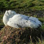 Albatros hurleur