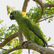 Amazone à nuque d'or