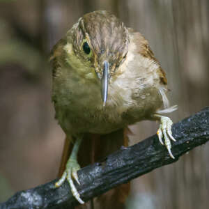 Anabate du Chiriqui