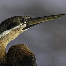 Anhinga d'Afrique