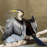 Anhinga d'Australie