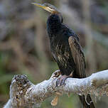 Anhinga d'Australie