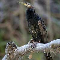 Anhinga d'Australie