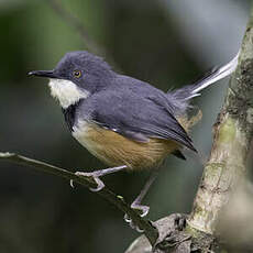 Apalis à col noir