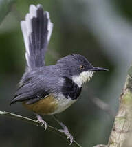 Apalis à col noir