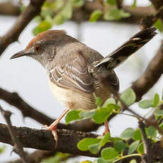 Apalis à front roux