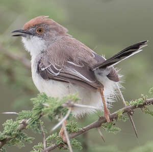 Apalis à front roux