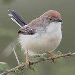 Apalis à front roux