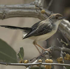 Apalis à front roux