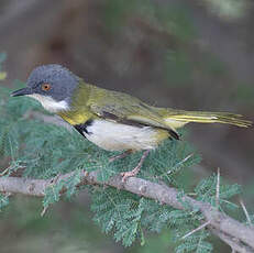 Apalis à gorge jaune