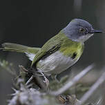 Apalis à gorge jaune