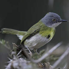 Apalis à gorge jaune