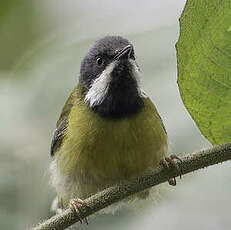 Apalis à gorge noire