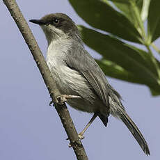 Apalis à tête brune