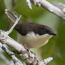 Apalis à tête noire