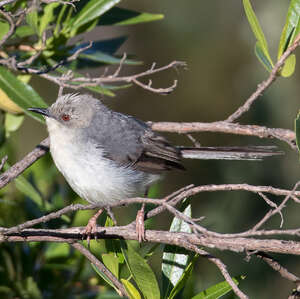 Apalis cendrée