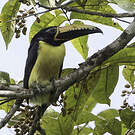 Araçari marqué
