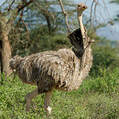 Autruche de Somalie