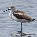 Avocette d'Amérique