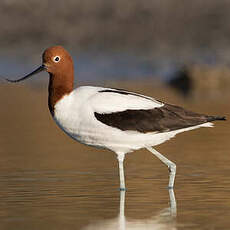 Avocette d'Australie