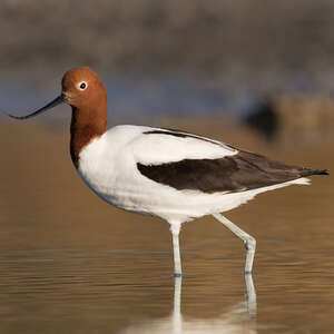 Avocette d'Australie