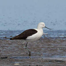 Avocette des Andes