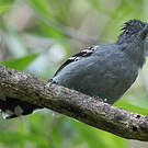 Batara bleuâtre