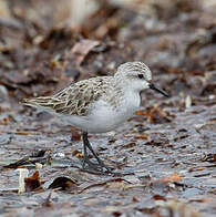 Red-necked Stint