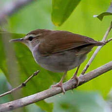 Bouscarle de Timor