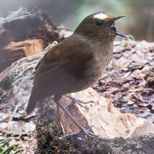 Brachyptère de l'Himalaya