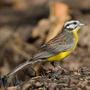 Bruant à ventre jaune