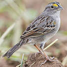 Bruant des savanes