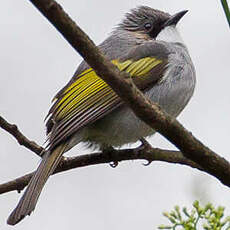 Bulbul à ailes vertes