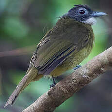 Bulbul à barbe blanche