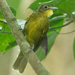 Bulbul à barbe jaune