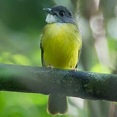 Bulbul à calotte grise