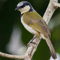 Bulbul à collier noir