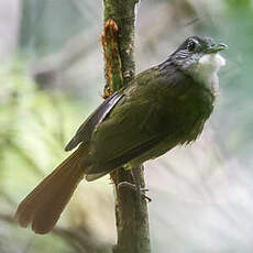 Bulbul à dos vert