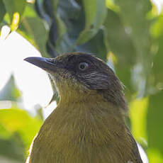 Bulbul à face striée