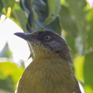 Bulbul à face striée