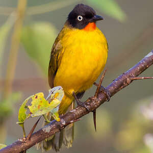 Bulbul à gorge rubis