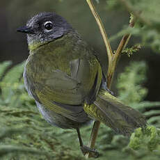 Bulbul à gorge verte